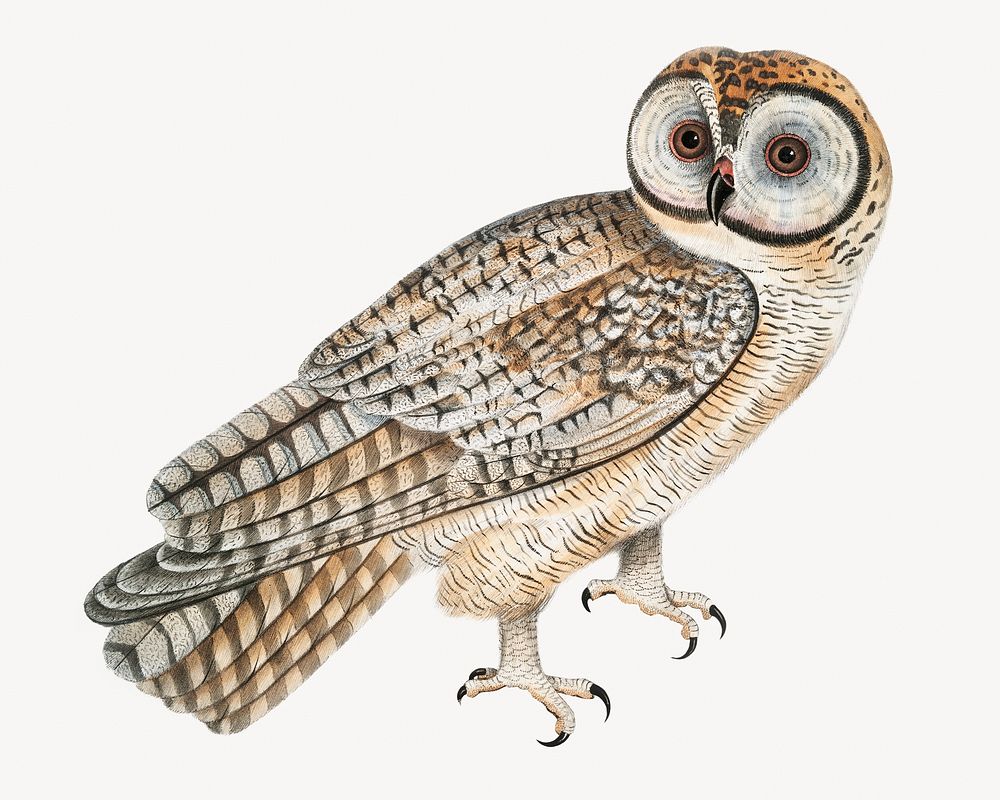 Chinese owl, vintage bird illustration