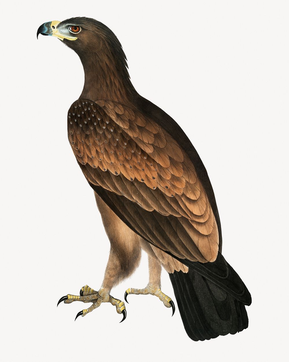 Brown eagle, vintage bird illustration