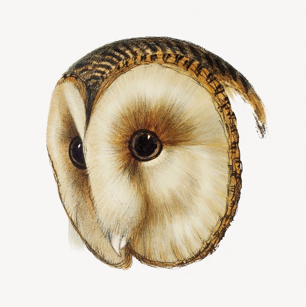 Masked barn owl vintage bird collage element psd
