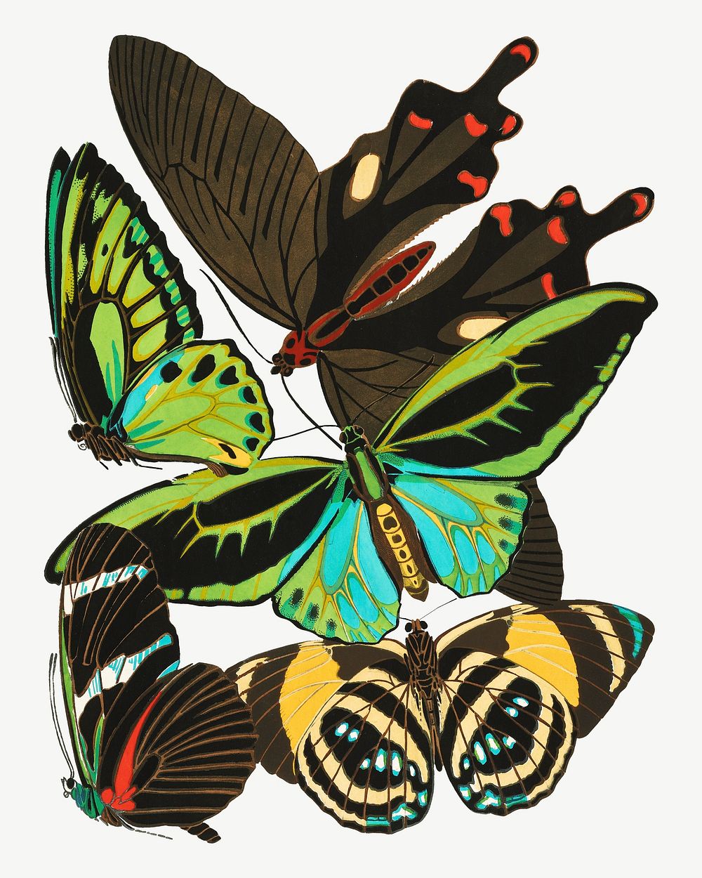 E.A. Séguy's Papillons psd. Original public domain image from Biodiversity Heritage Library. Digitally enhanced by rawpixel.