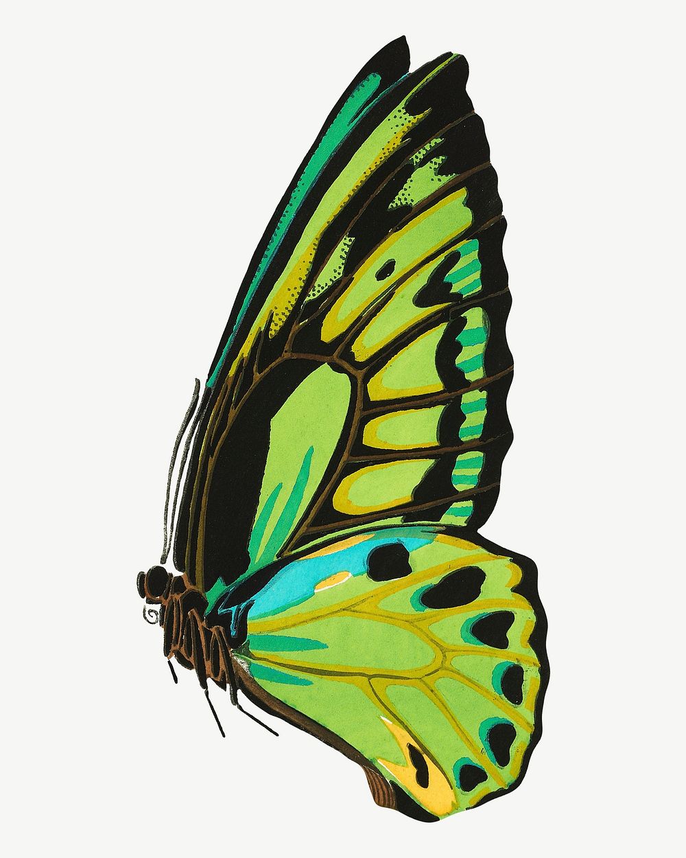 Green butterfly, vintage insect collage element psd. Remixed by rawpixel.