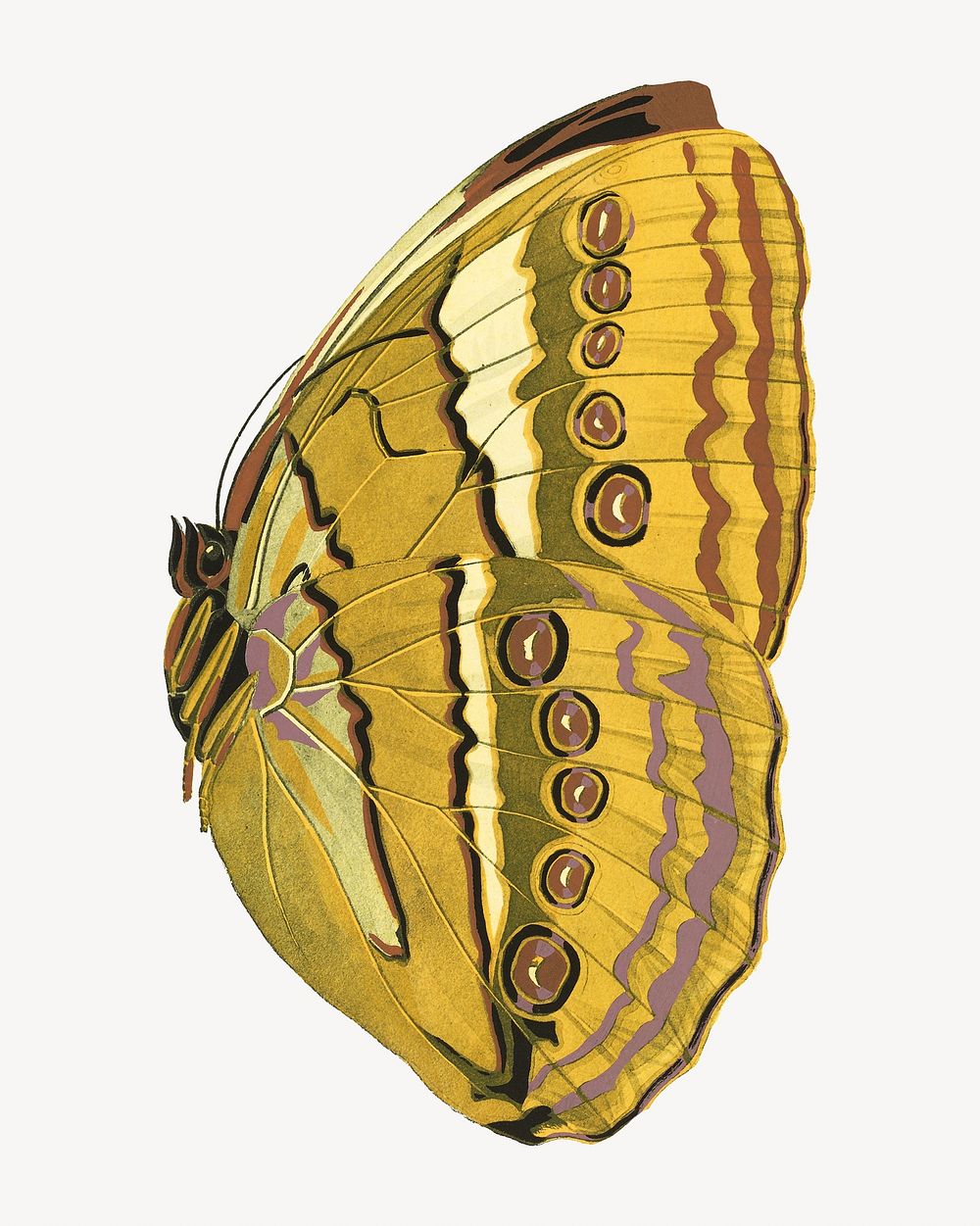 Yellow vintage butterfly, insect illustration. Original public domain image by E.A. Séguy from Biodiversity Heritage…