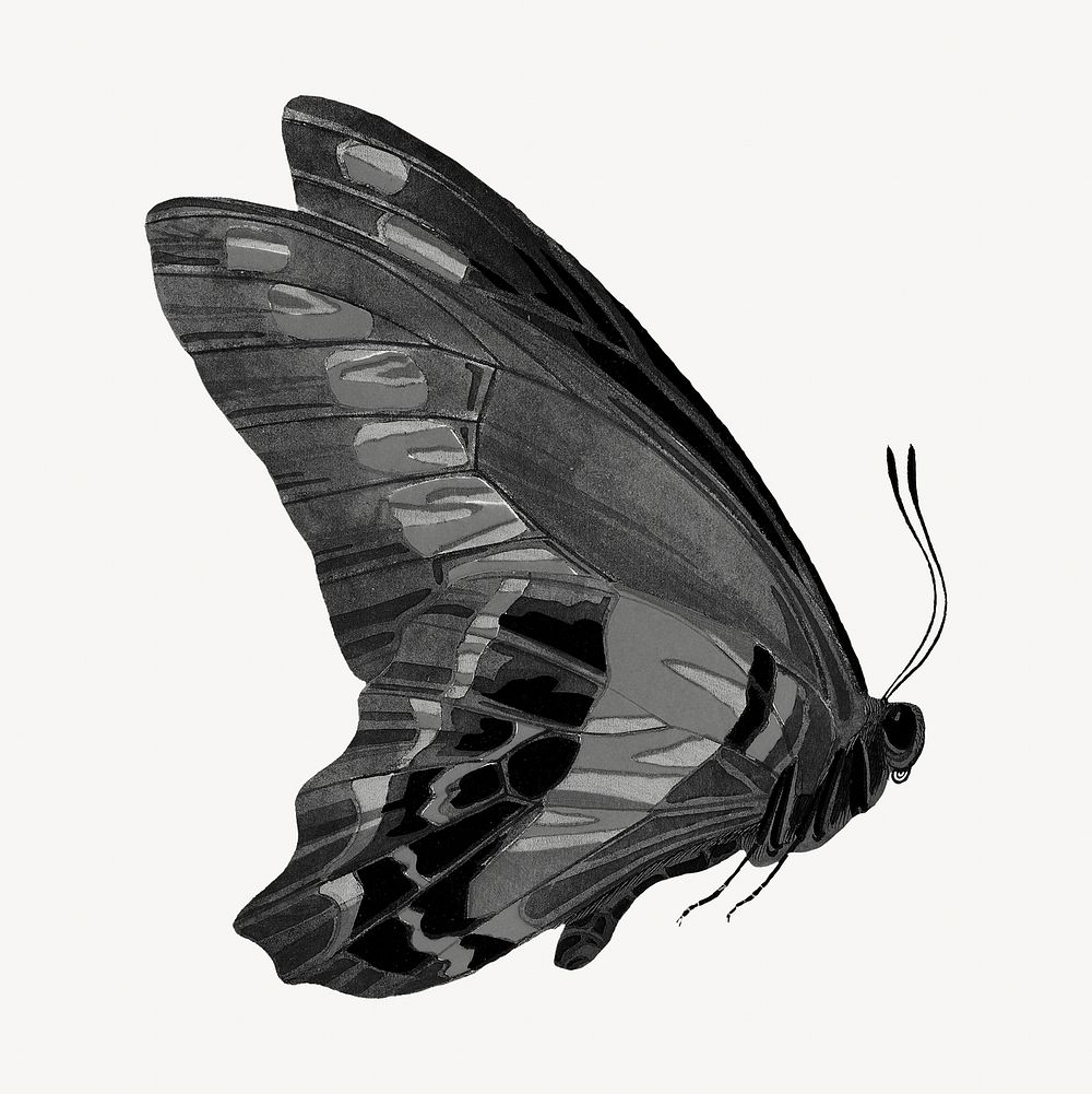 E.A Séguy's vintage butterfly illustration in black and white. Remixed by rawpixel.