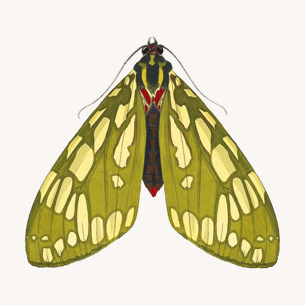 Green spotted butterfly, vintage illustration. Original public domain image by E.A. Séguy from Biodiversity Heritage…