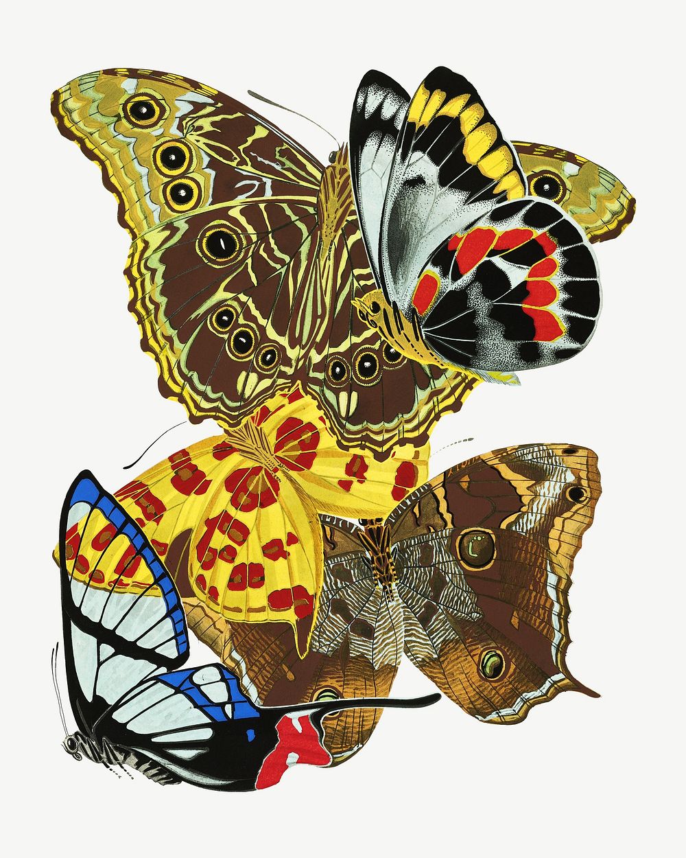 E.A. Séguy's butterfly, vintage insect collage element set psd. Original public domain image from Biodiversity Heritage…