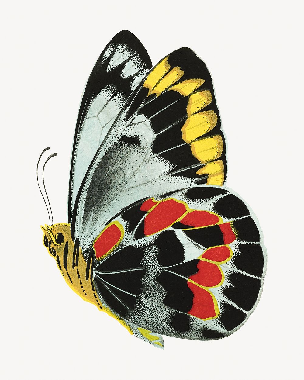 E.A. S&eacute;guy's butterfly, exotic insect illustration. Original public domain image from Biodiversity Heritage Library.…