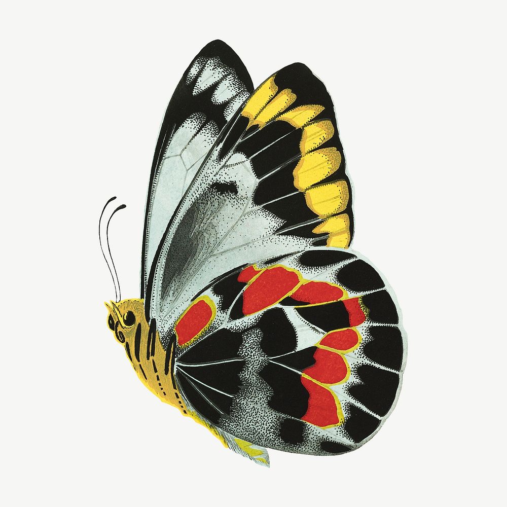 E.A. S&eacute;guy's butterfly, exotic insect collage element psd. Remixed by rawpixel.