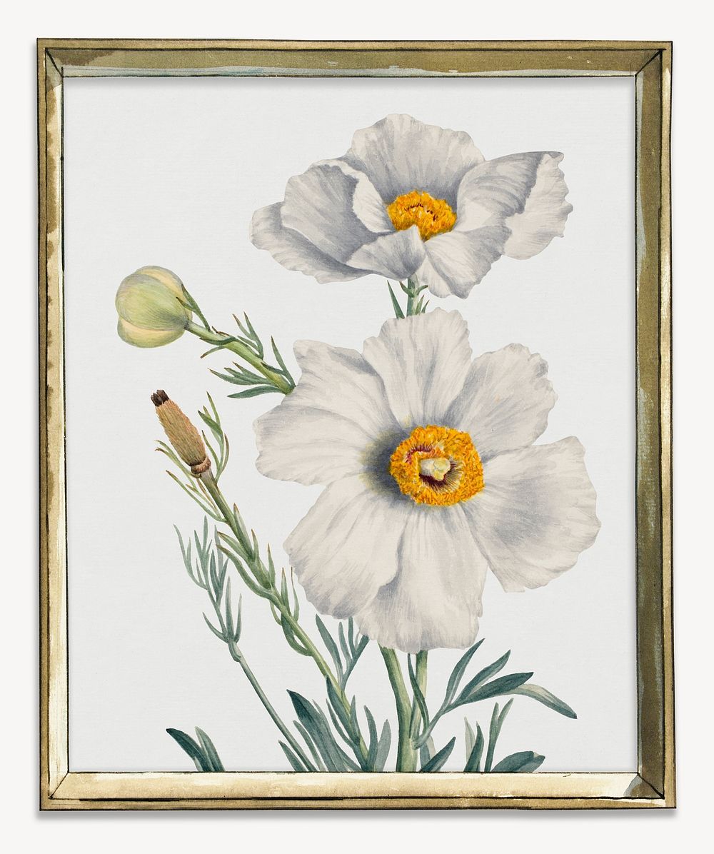 White poppy illustration, gold frame