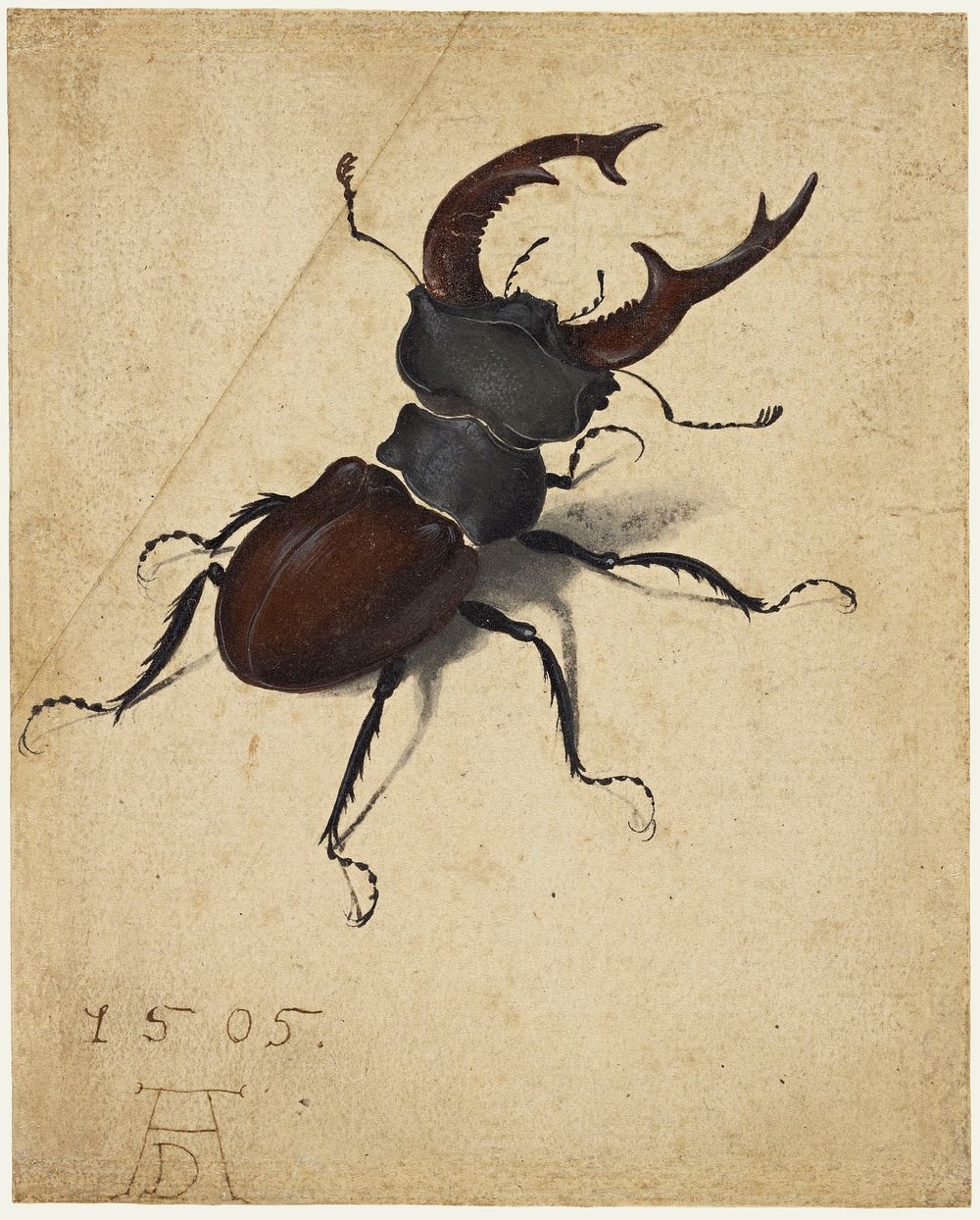 Albrecht D&uuml;rer's Stag Beetle (1505). Original public domain image from Getty Museum.