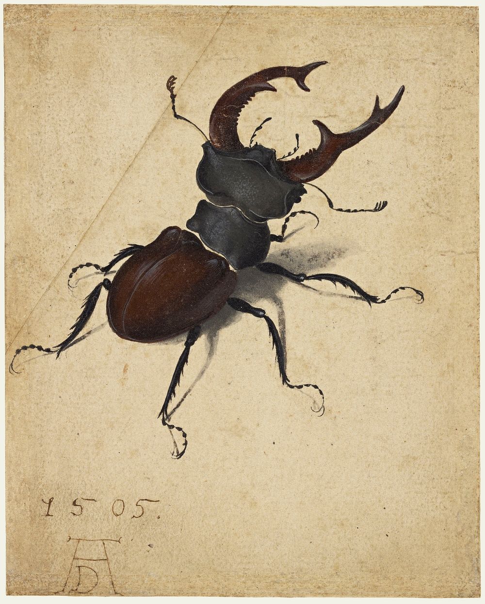 Albrecht Dürer's Stag Beetle (1505). Original public domain image from Getty Museum.