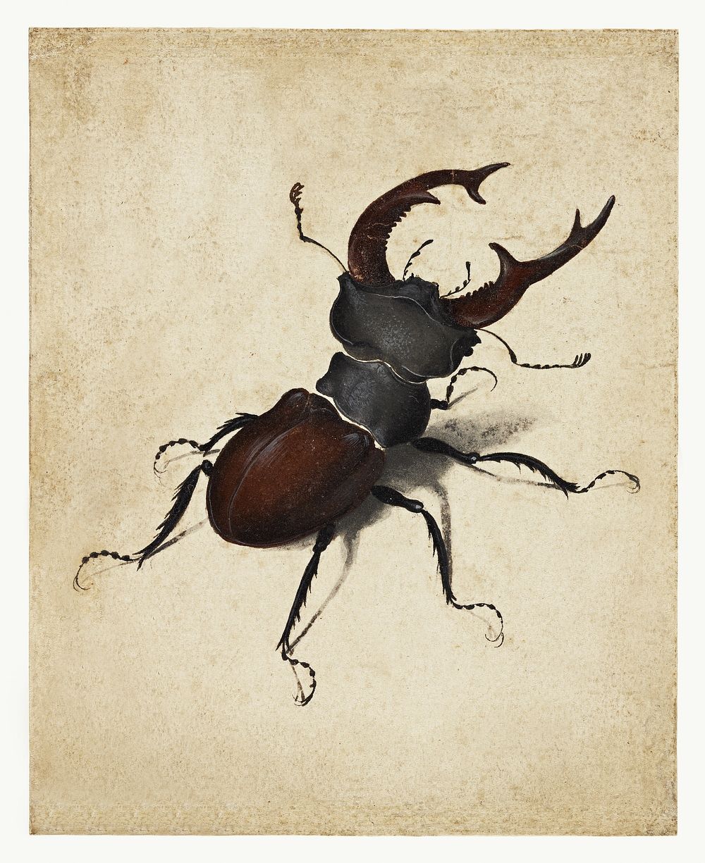 Albrecht D&uuml;rer's Stag Beetle (1505). Original public domain image from Getty Museum. Digitally enhanced by rawpixel.