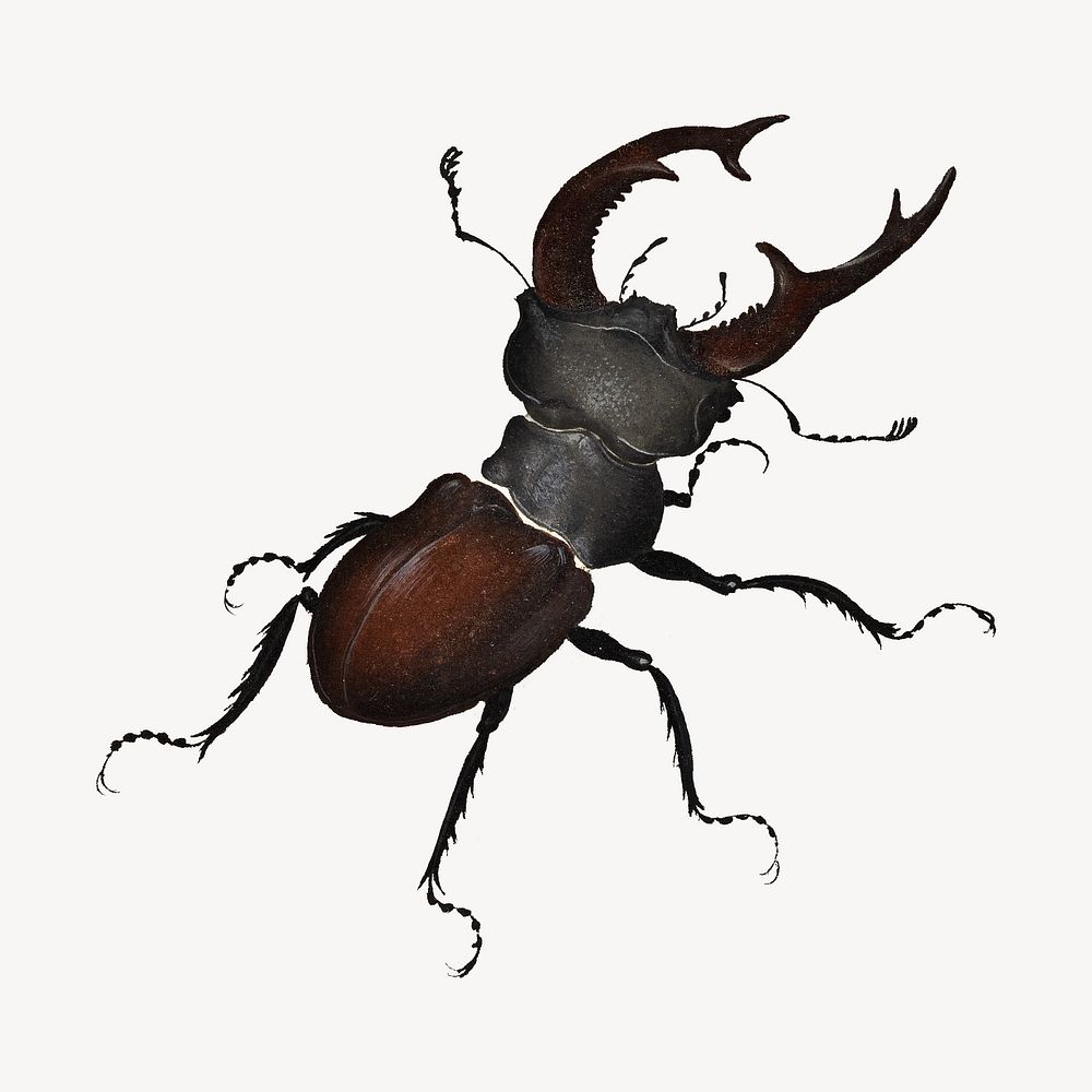 Stag Beetle, insect illustration.  Remastered by rawpixel