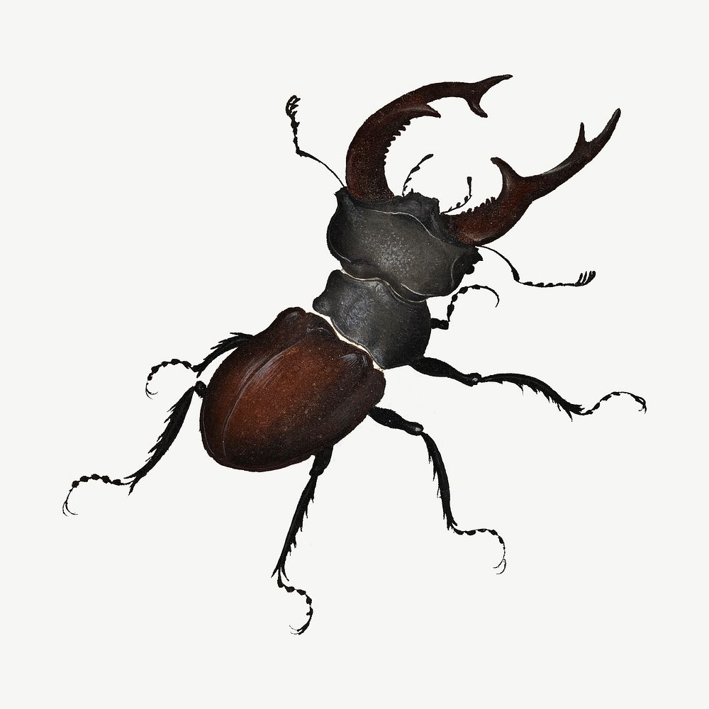 Stag Beetle, insect collage element psd.  Remastered by rawpixel