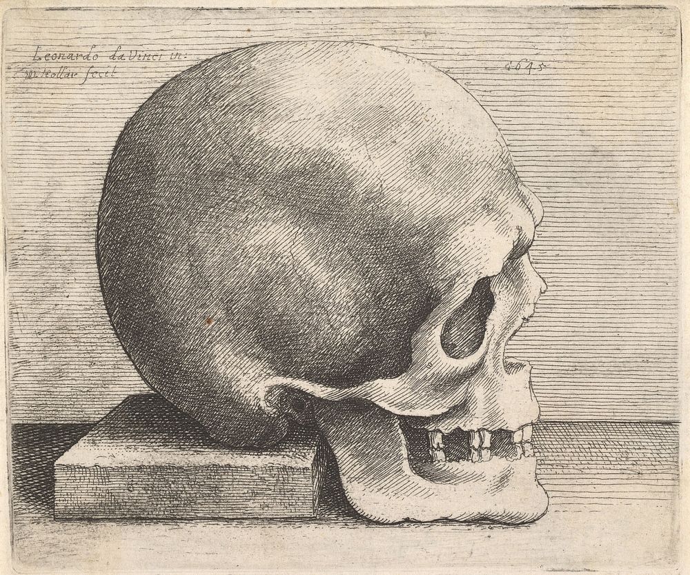 Leonardo da Vinci's Skull in profile to right (1645). Original public domain image from The MET Museum.
