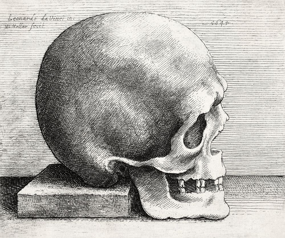 Leonardo da Vinci's Skull in profile to right (1645). Original public domain image from The MET Museum. Digitally enhanced…