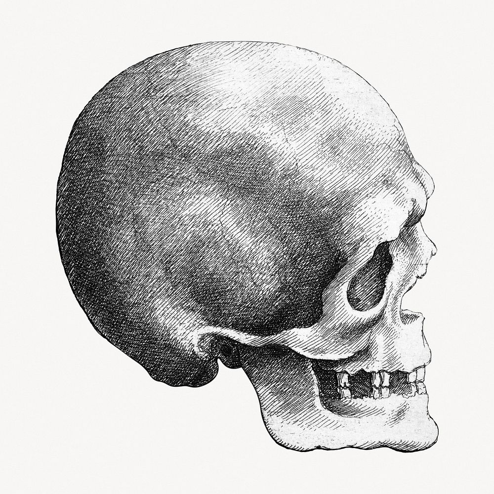 Wenceslaus Hollar's Skull in profile to right.    Remastered by rawpixel