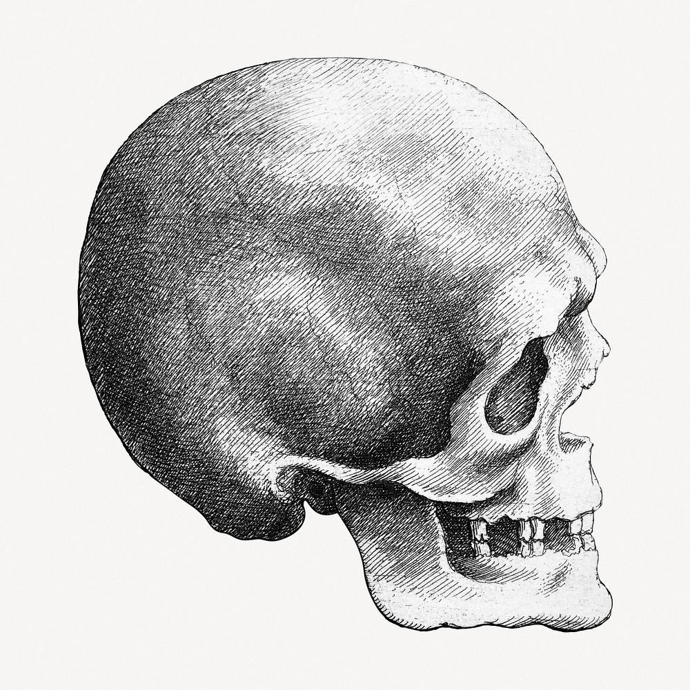 Wenceslaus Hollar's Skull in profile to right collage element psd.    Remastered by rawpixel