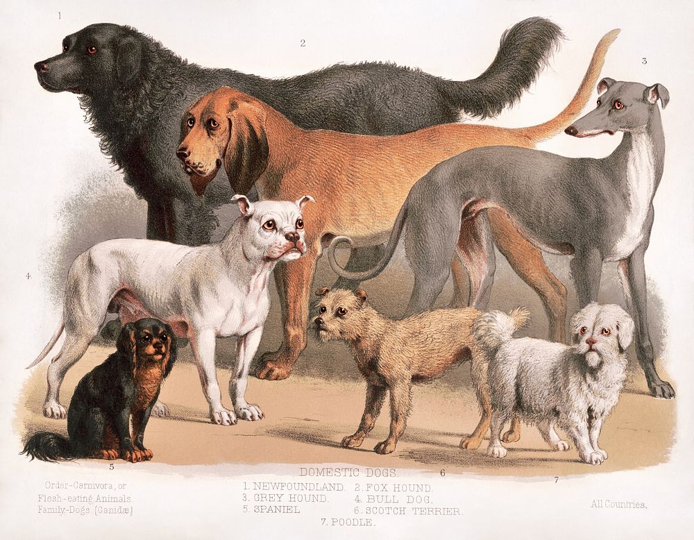 Carnivora (1874), flesh-eating animals, family-dogs. Original public domain image from the Library of Congress. Digitally…