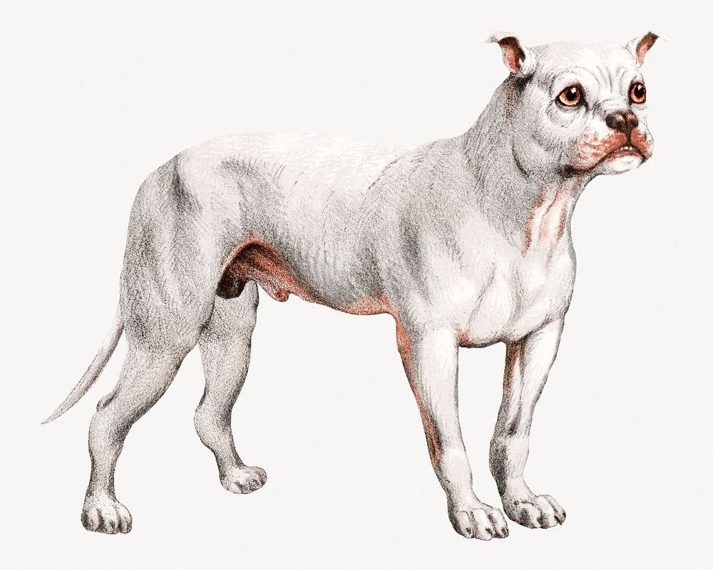 White Carnivora dog, or flesh-eating animals.  Remastered by rawpixel
