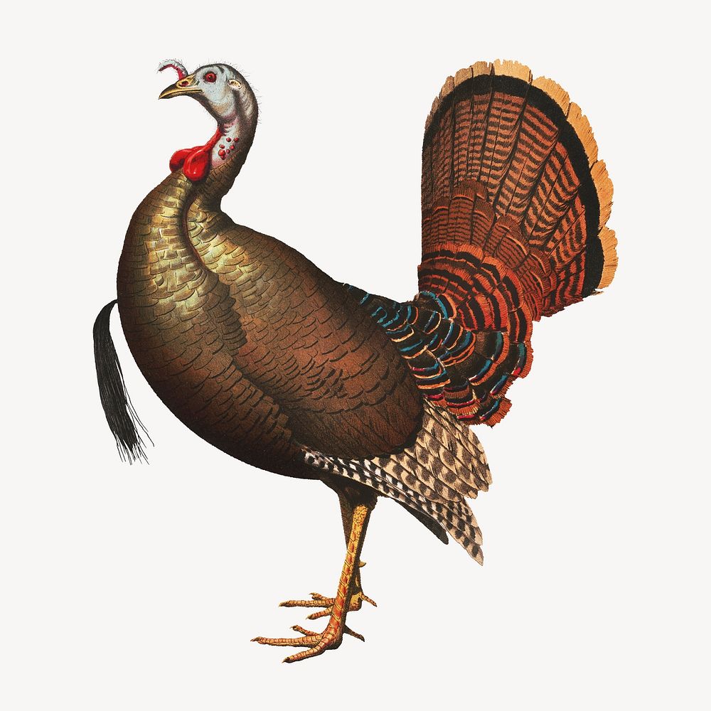 Wild turkey, farm animal illustration.  Remastered by rawpixel