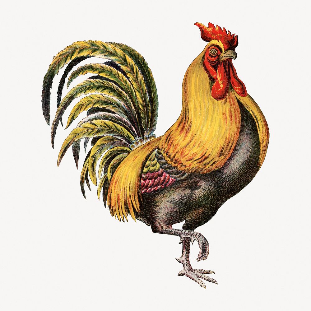 Vintage rooster, farm animal illustration.  Remastered by rawpixel