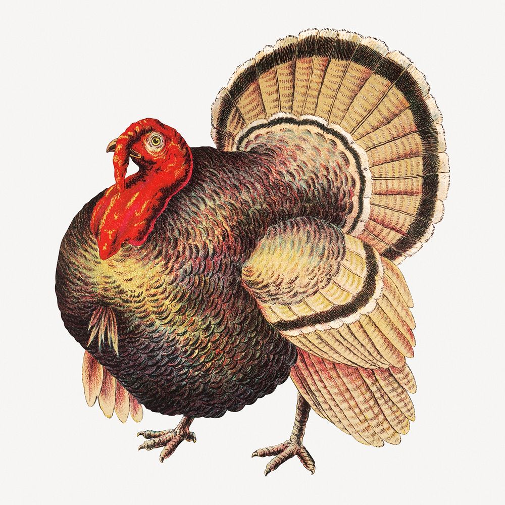 Vintage turkey, farm animal collage element psd.  Remastered by rawpixel