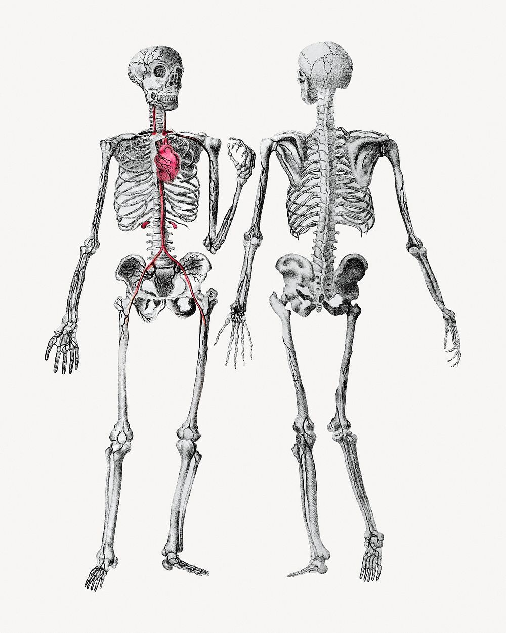 Human skeletons, front and back view illustration. Remixed by rawpixel.