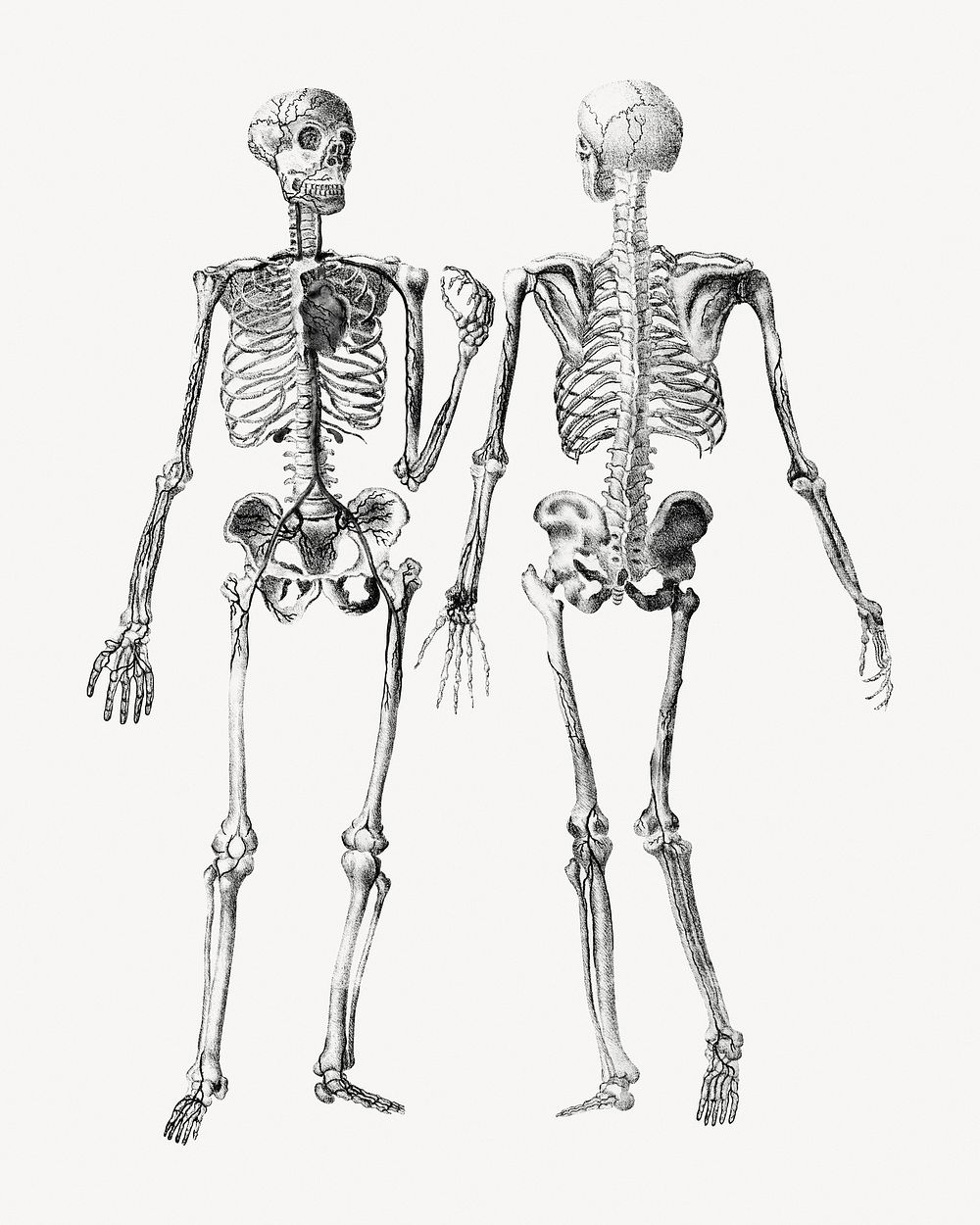 Human skeletons, front and back view illustration. Remixed by rawpixel.