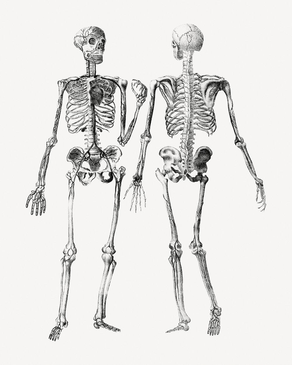 Human skeletons, front and back view clipart psd. Remixed by rawpixel.