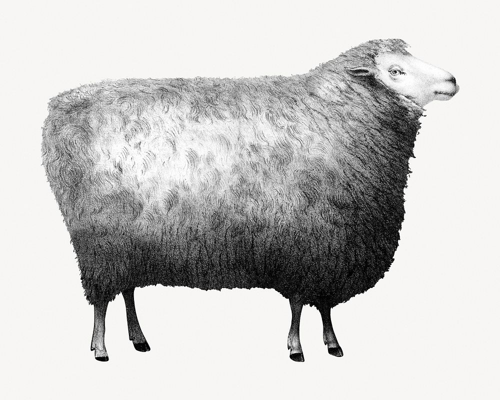 New Oxford Sheep, farm animal illustration.   Remastered by rawpixel