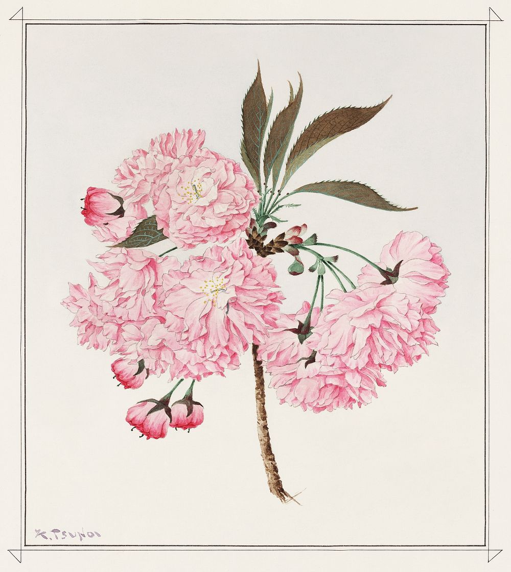 Kokichi Tsunoi's Kwan-san (1921) vintage flower illustration. Original public domain image from the Library of Congress.…