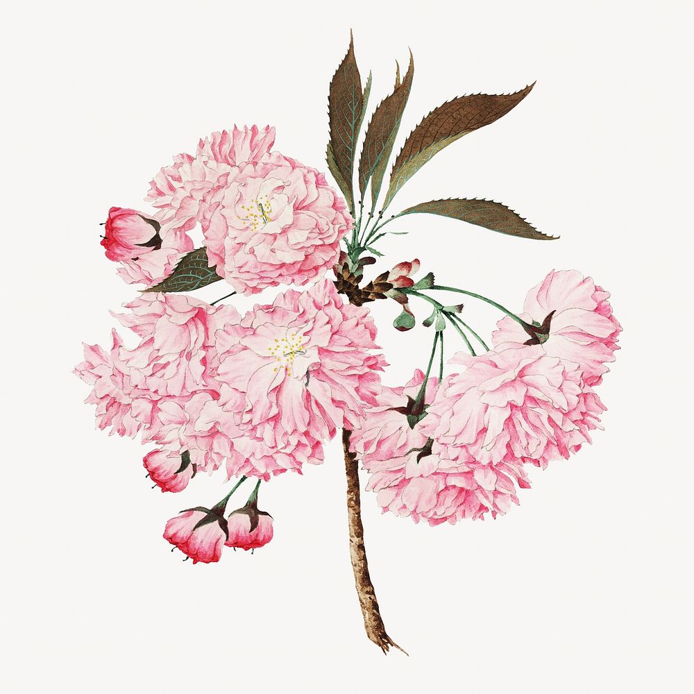 Kokichi Tsunoi's pink flower illustration.  Remastered by rawpixel