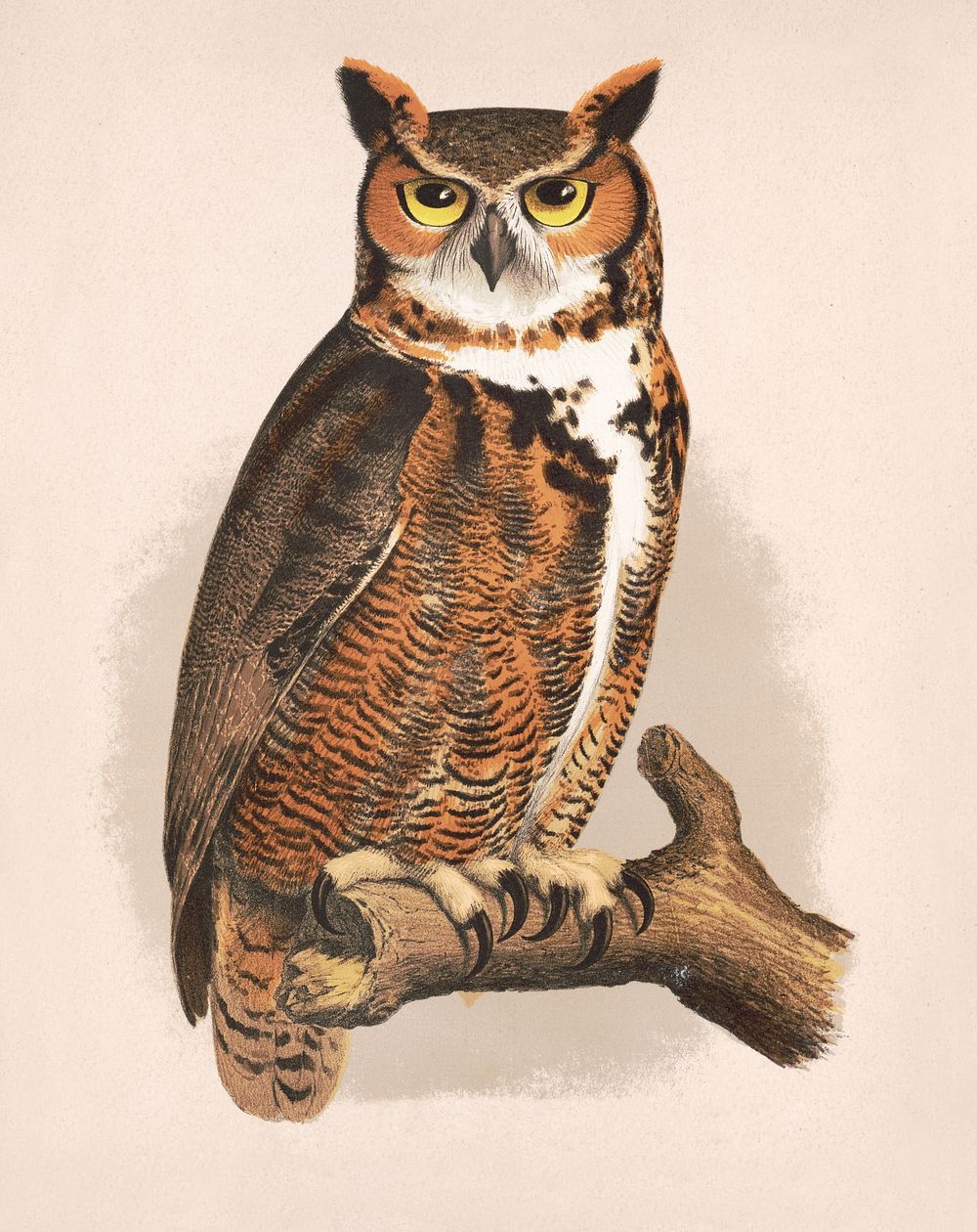 Great horned owl. Bubo virginianus bon (1874) by L. Prang & Co., Original public domain image from the Library of Congress.…
