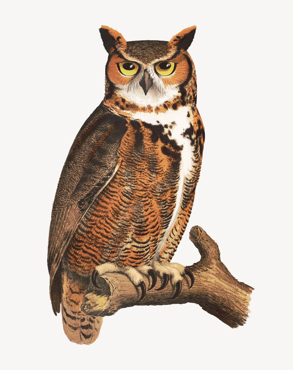 Great horned owl illustration.  Remastered by rawpixel