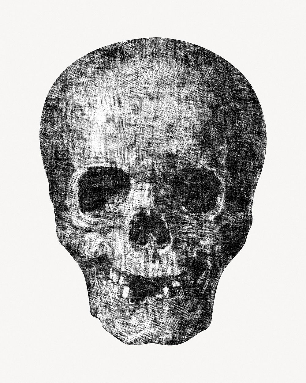 Human skull, vintage illustration.   Remastered by rawpixel