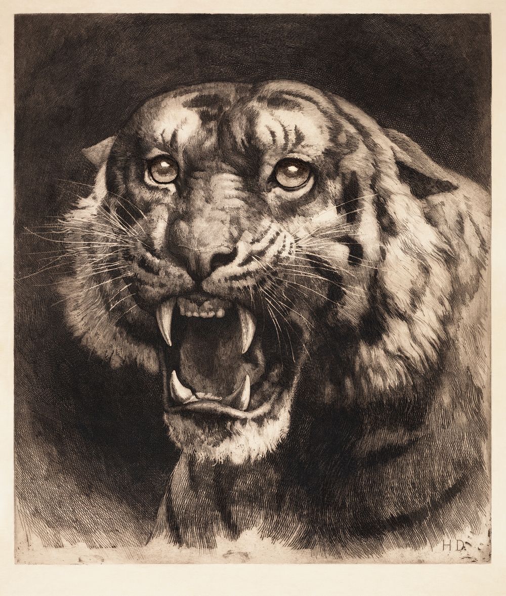 Tiger's head (1891) by Herbert Dicksee. Original public domain image from Museum of New Zealand Te Papa Tongarewa. Digitally…