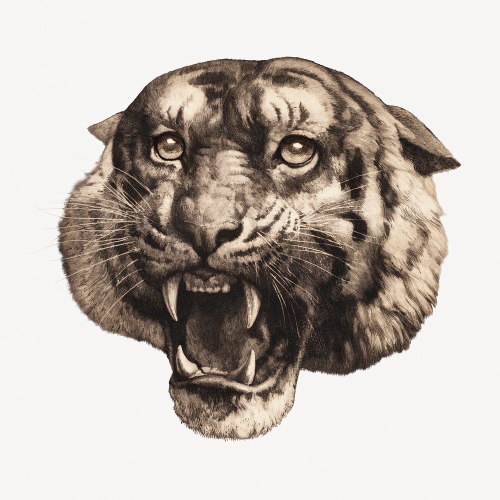 Herbert Dicksee's Tiger's head collage element psd.   Remastered by rawpixel