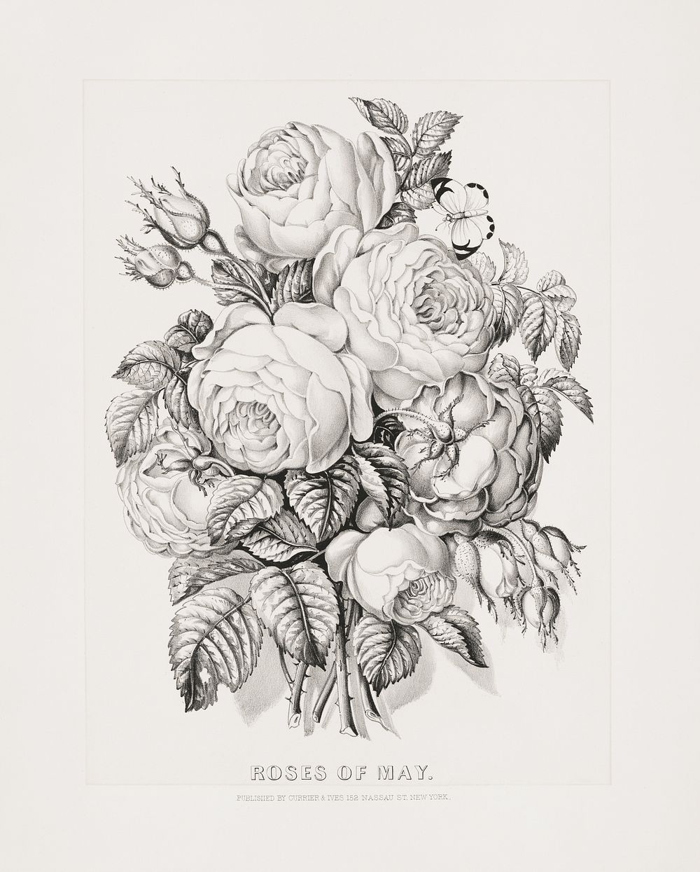 Rose May 1870 Currier Free Photo Illustration Rawpixel