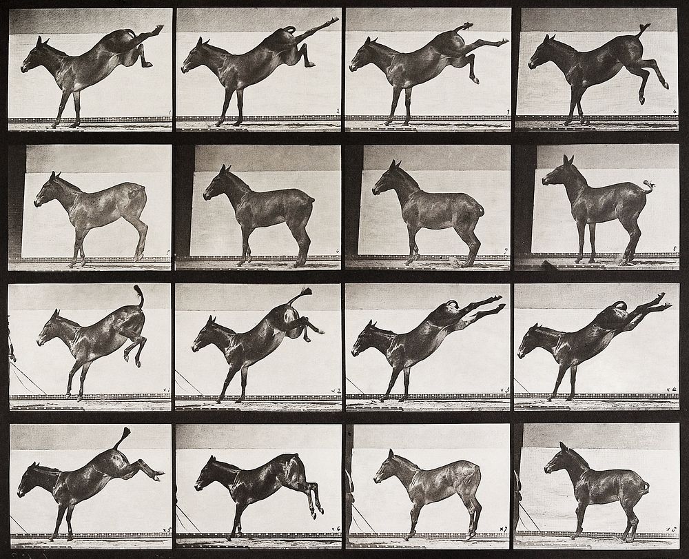 &ldquo;Ruth,&rdquo; the Mule, Kicking (1887) by Eadweard Muybridge. Original public domain image from The Minneapolis…