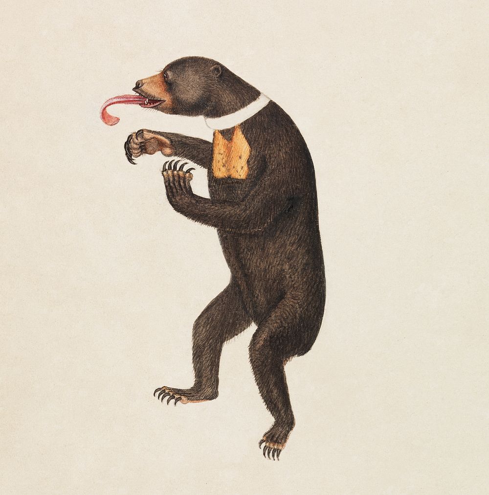 A Sun&ndash;Bear painting (1756&ndash;1822) by James Sowerby. Original public domain image from the Yale University Art…