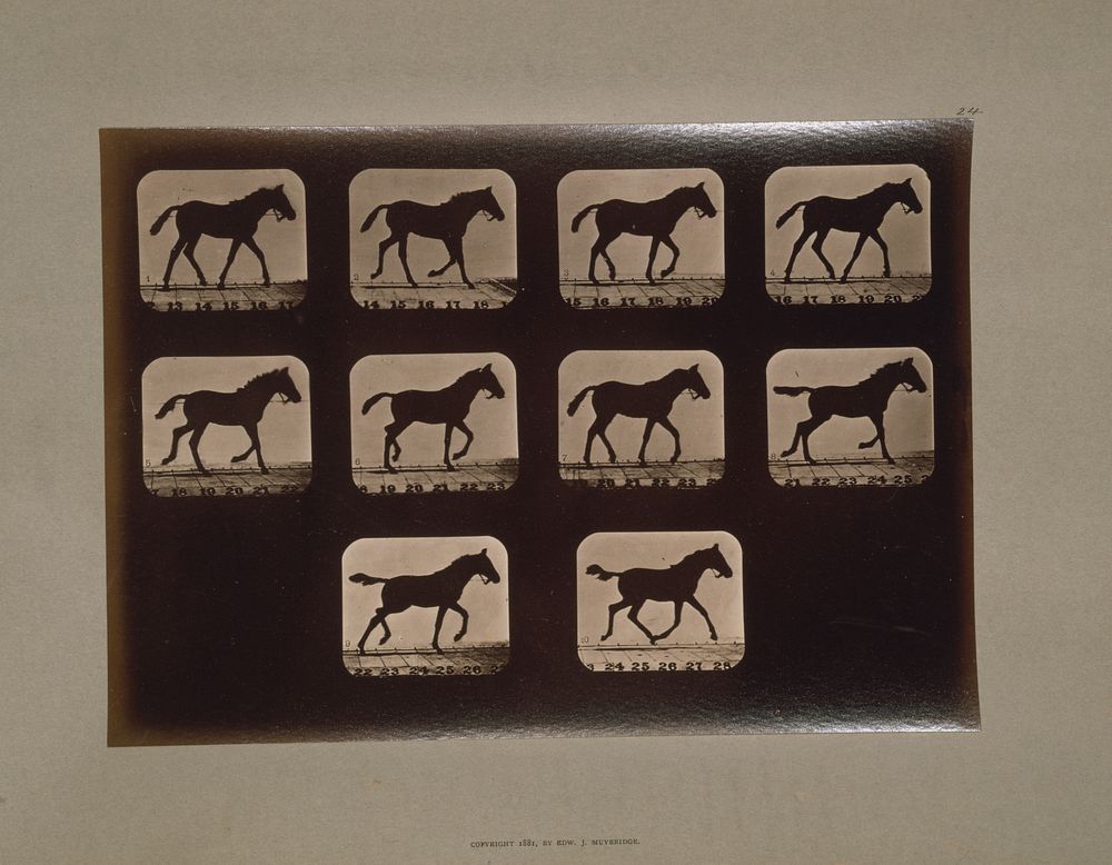 Horses. Trotting (ca.1881) photography in high resolution by Eadweard Muybridge. 