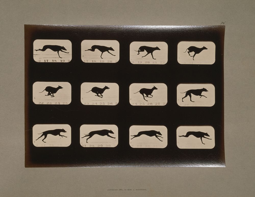 Greyhound, running (ca.1881) photography in high resolution by Eadweard Muybridge. 