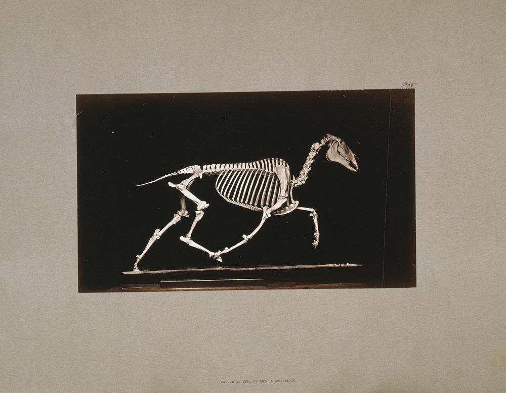 Skeleton of horse. Trotting. Leaving the ground (ca1881) photography in high resolution by Eadweard Muybridge. 