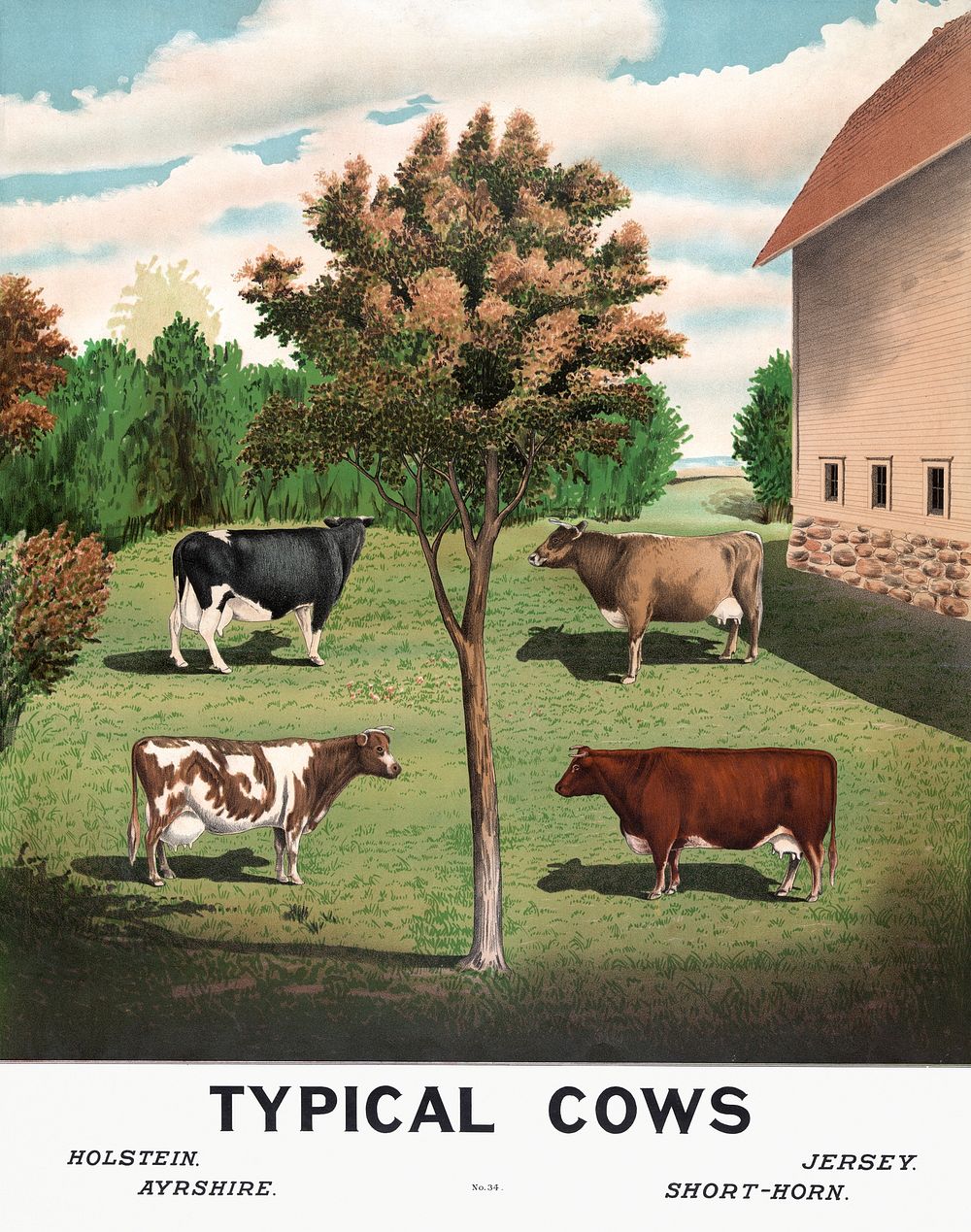Typical cows (1904) vintage poster. Original public domain image from the Library of Congress. Digitally enhanced by…