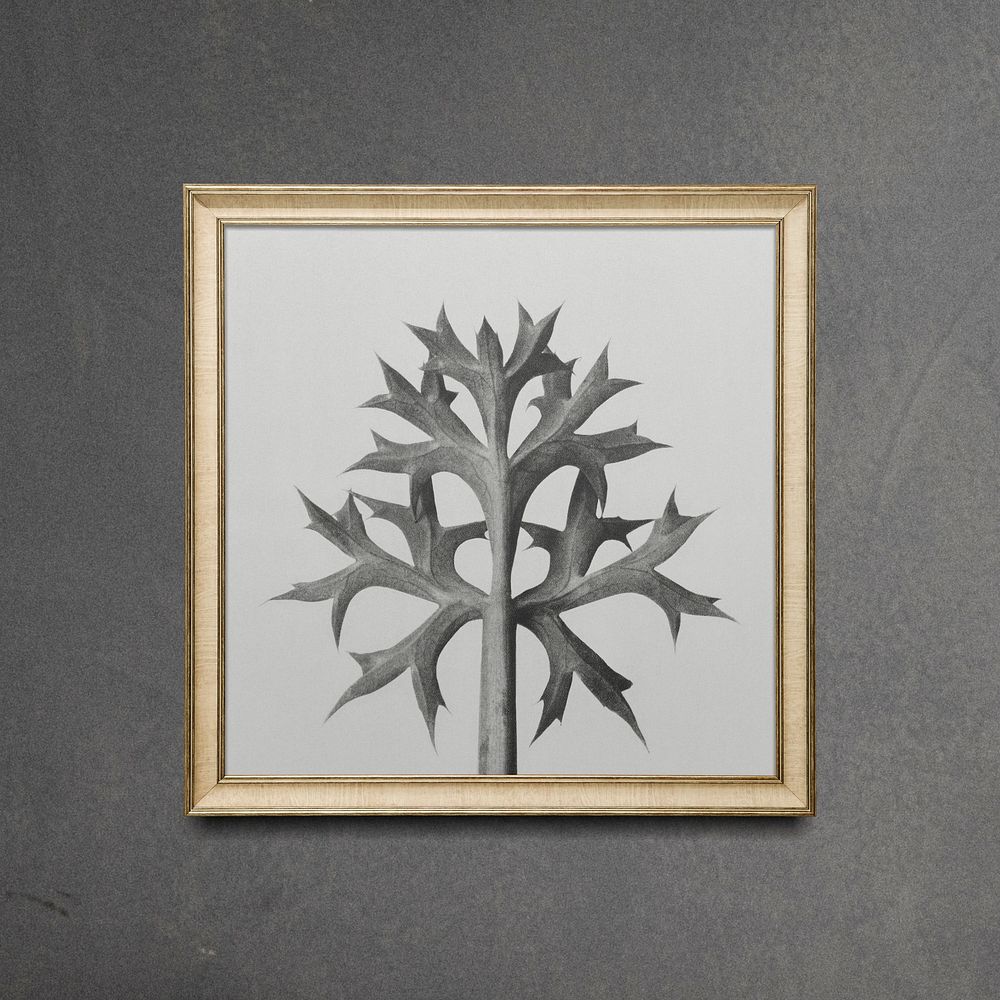 Karl Blossfeldt's plant in gold frame, remixed by rawpixel