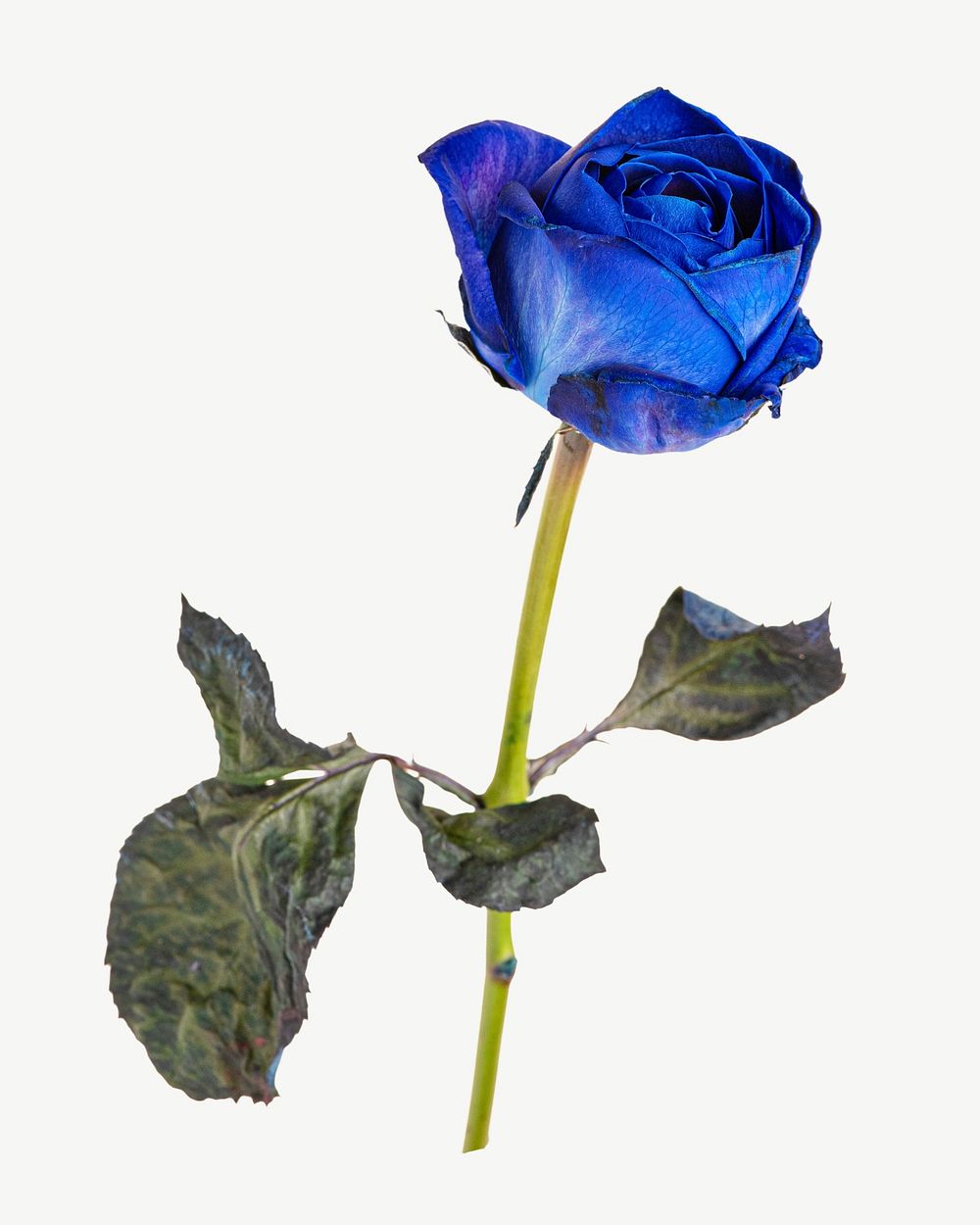 Blue rose, beautiful flower design element psd