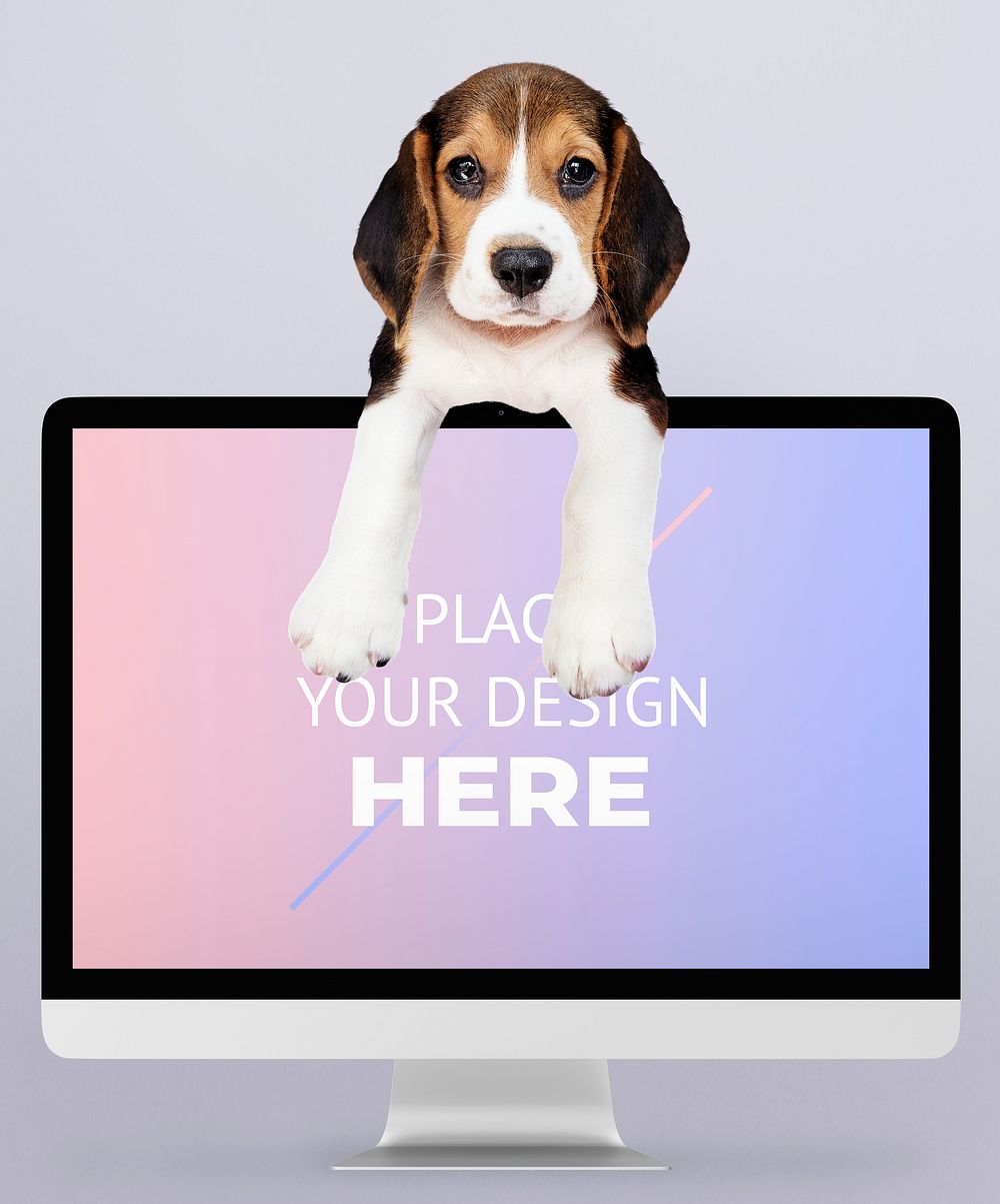 Adorable beagle puppy with a computer monitor mockup