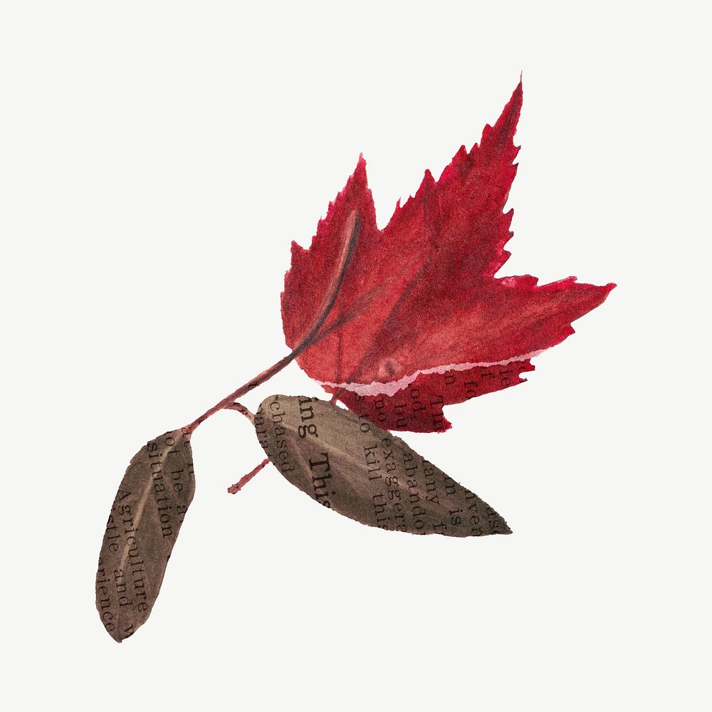 Autumn maple leaf botanical collage element psd