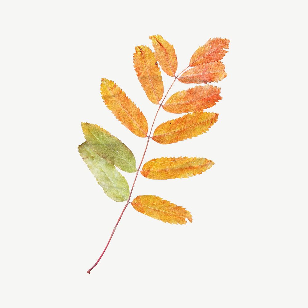 Autumn leaf branch botanical collage element psd