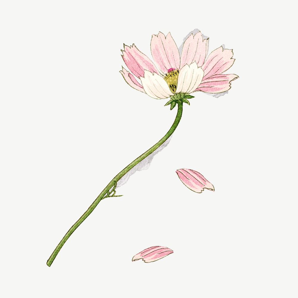 Pink cosmos flower clipart psd